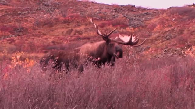 S08:E05 - The Filming of an Alaskan Yukon Moose Hunt