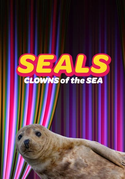 Seals: Clowns of the Sea