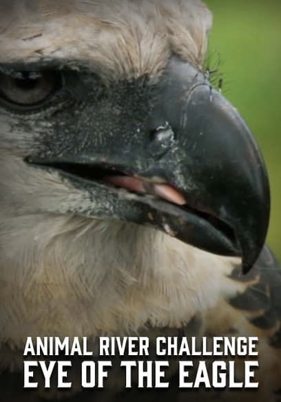 Animal River Challenge: Eye of the Eagle
