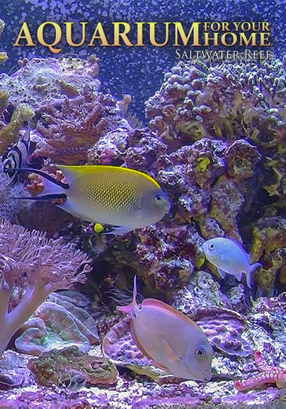 Aquarium for Your Home: Saltwater Reef