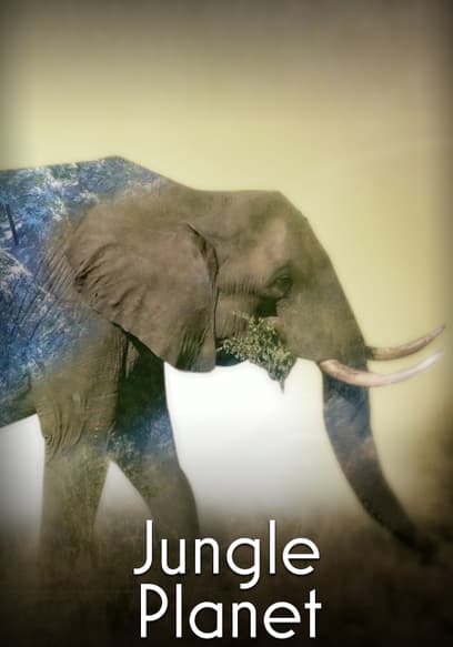 S01:E19 - The Dark Jungle: Equatorial African Forests