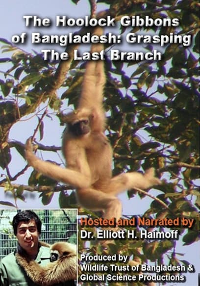 Hoolock Gibbons: Grasping the Last Branch