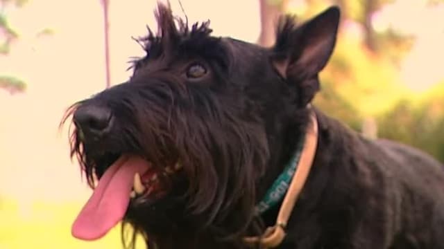 S06:E05 - Scottish Terrier