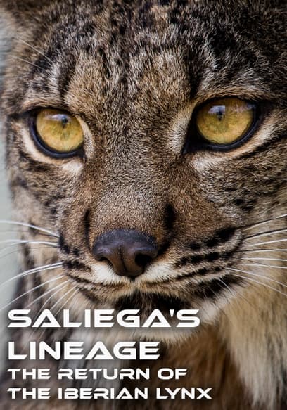 Saliega's Lineage: The Return of the Iberian Lynx