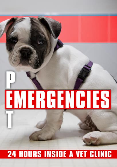 Watch Pet Emergencies: 24 Hours Inside a Vet Clinic (2 - Free Movies | Tubi