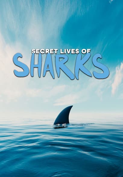 Watch Secret Lives of Sharks (2021) - Free Movies | Tubi