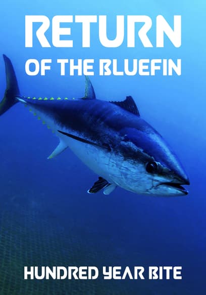 Return of the Bluefin: Hundred Year Bite