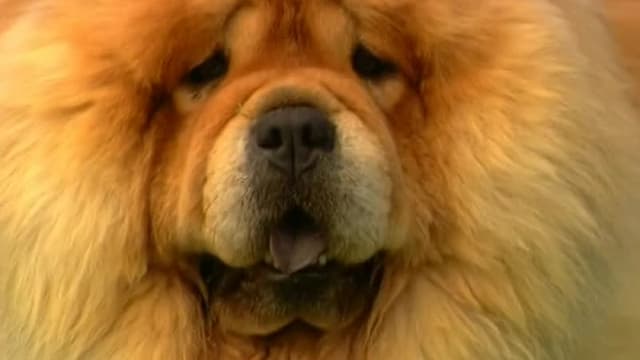 S06:E11 - Chow Chow