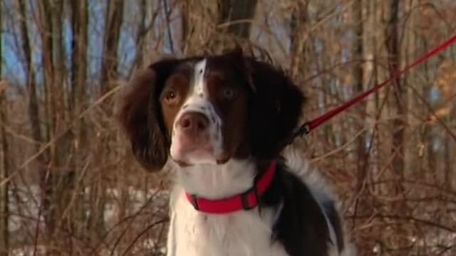 S06:E03 - Brittany Spaniel