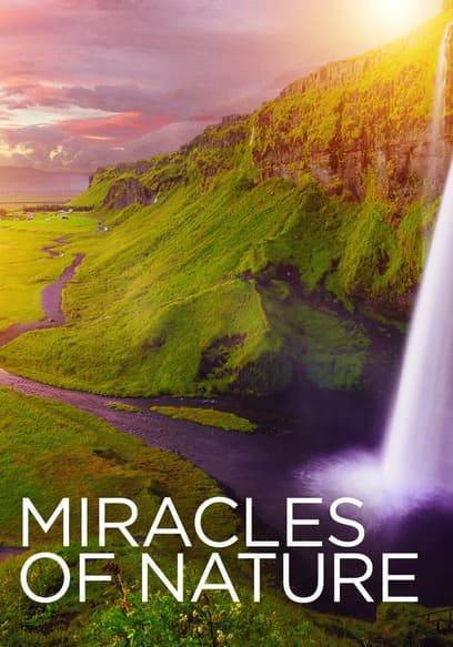 Watch Miracles of Nature - Free TV Shows | Tubi