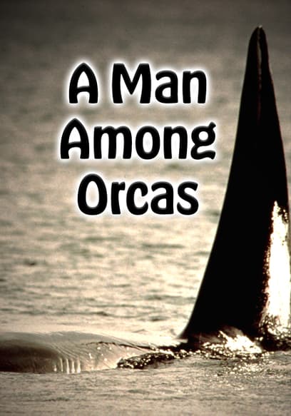 A Man Among Orcas