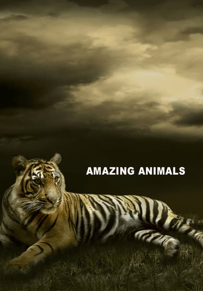 Amazing Animals (Español)