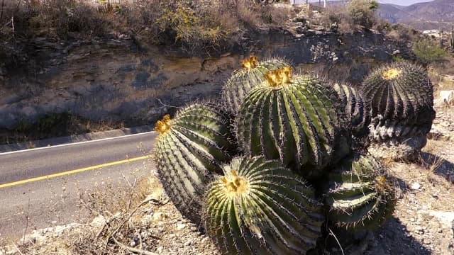 S01:E09 - Land of Cacti