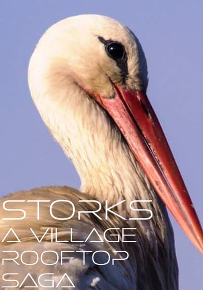 Storks: A Village Rooftop Saga
