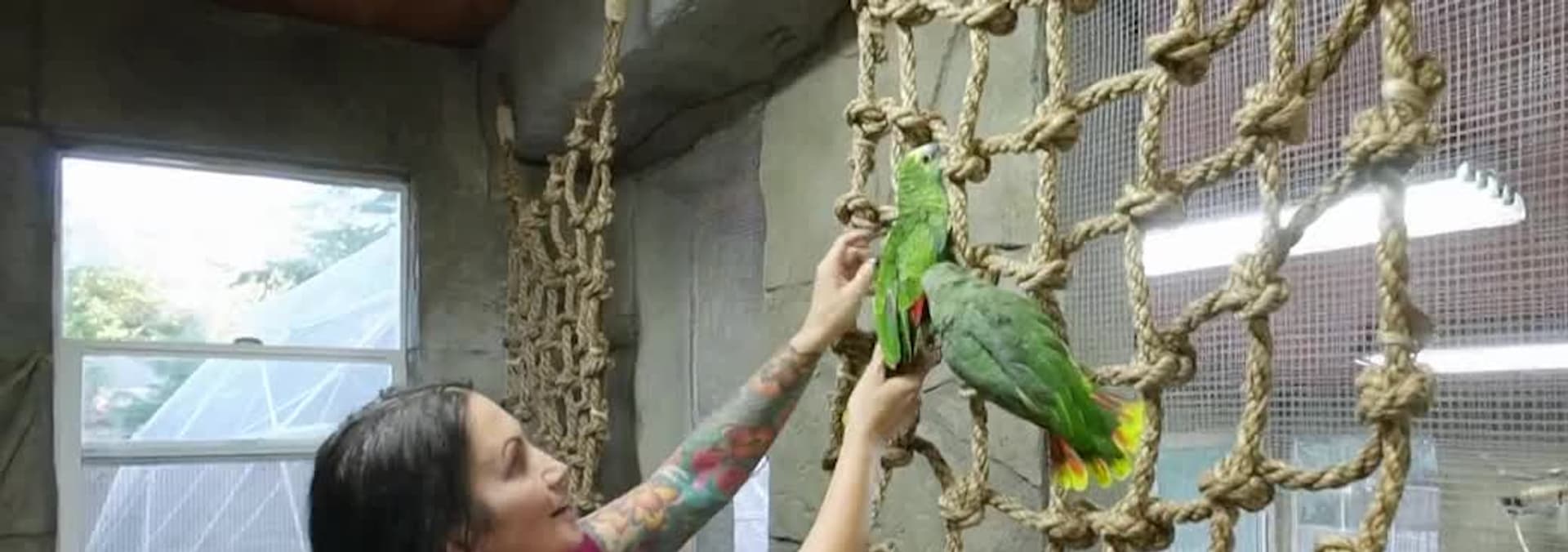 Watch Animal Cribs S01E07 Superfly Parrot Palace Free TV Shows Tubi