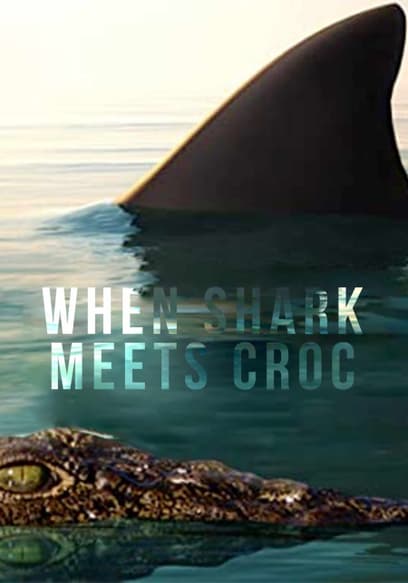 When Shark Meets Croc