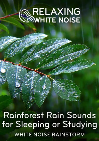 Rainforest Rain Sounds for Sleeping or Studying White Noise Rainstorm