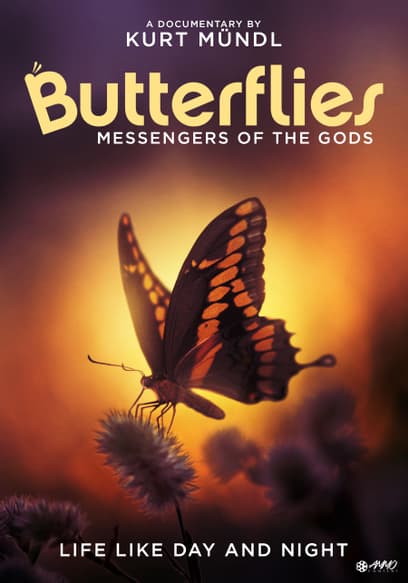 Butterflies - Messengers of God