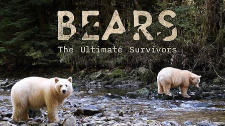 Watch Bears: The Ultimate Survivors - Free TV Shows Tubi
