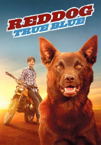 Watch Red Dog: True Blue (2017) - Free Movies | Tubi