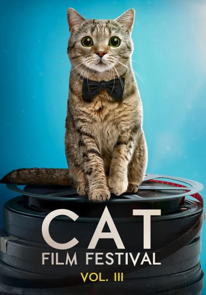 Cat Film Festival (Vol. 3)