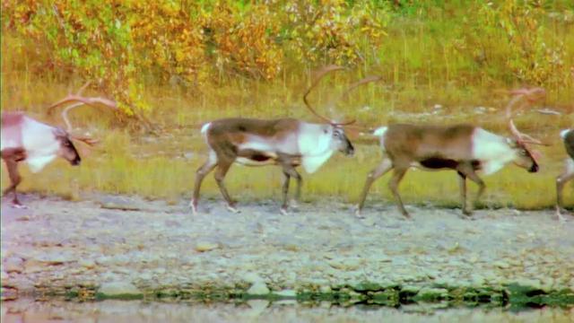 S01:E02 - Kobuk Valley