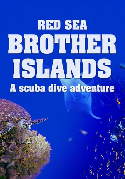 Red Sea: Brother Islands a Scuba Dive Adventure