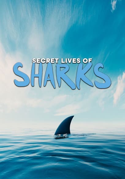 Secret Lives of Sharks