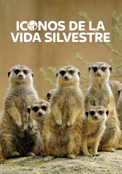 Iconos De La Vida Silvestre (Doblado)