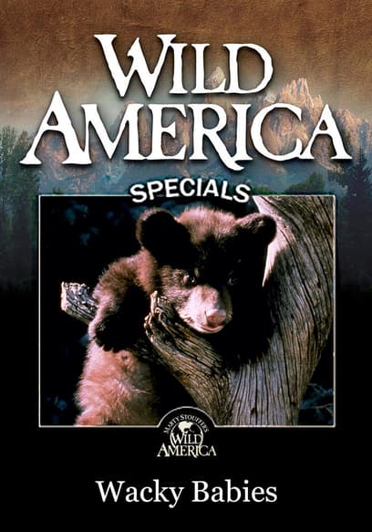 Wild America Specials: Wacky Babies