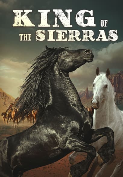 King of the Sierras (Black Stallion)