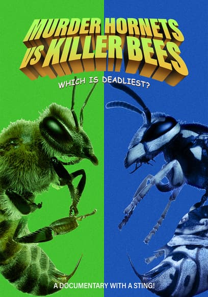 Murder Hornets vs Killer Bees