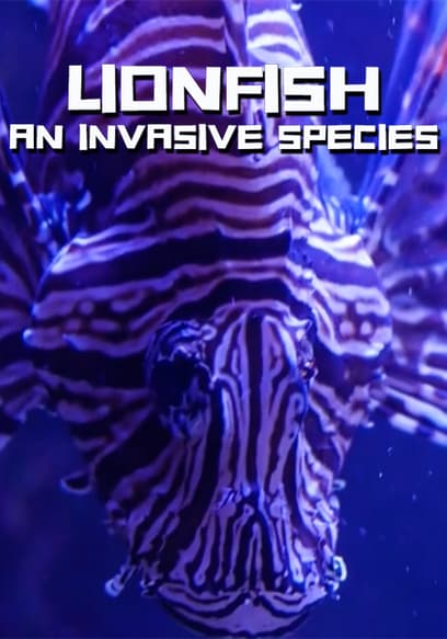 Lionfish: An Invasive Species
