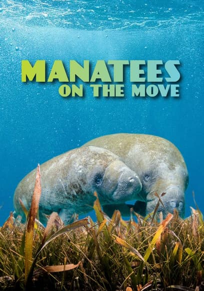 Manatees on the Move