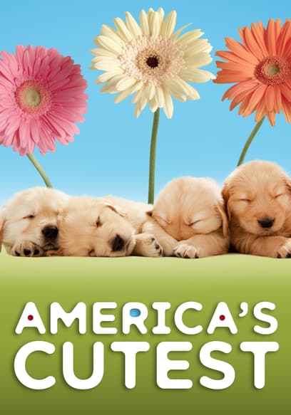 S01:E04 - America's Cutest Pet