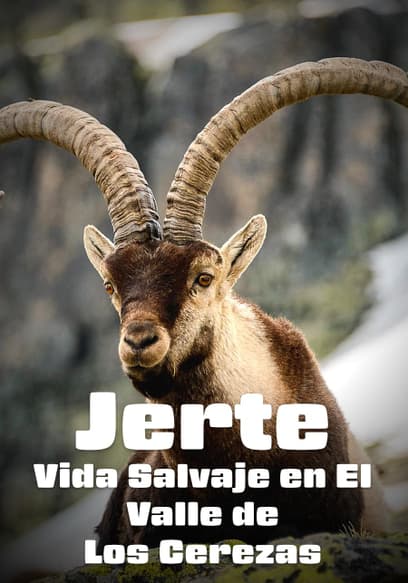 Jerte: Vida Salvaje en El Valle De Los Cerezas