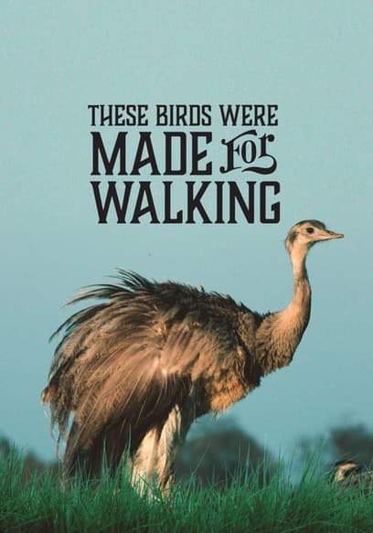 These Birds Were Made for Walking