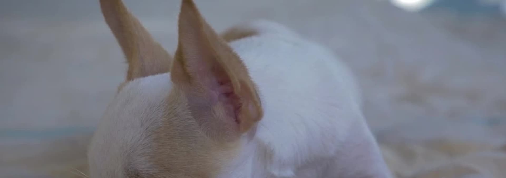 Watch Pets S01:E02 - Episode 2 - Free TV Shows | Tubi