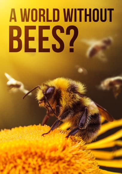 A World Without Bees?