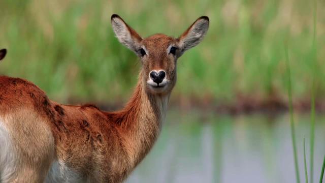 S01:E04 - Okavango River