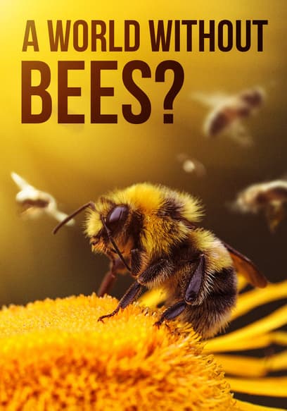 Watch A World Without Bees? (2021) - Free Movies | Tubi