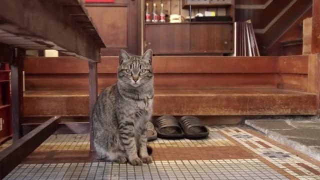 S01:E39 - The Shop Cats