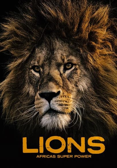 Lions: Africa's Super Power