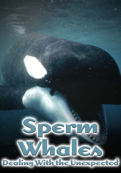 Sperm Whales: Dealing With the Unexpected