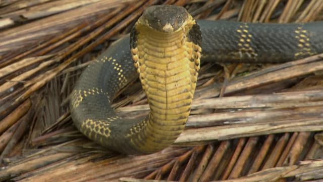 Watch Asia's Deadliest Snakes - Free TV Shows | Tubi