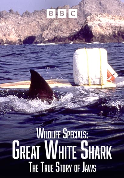 Watch Wildlife Specials: Great White Shark - the True - Free Movies | Tubi