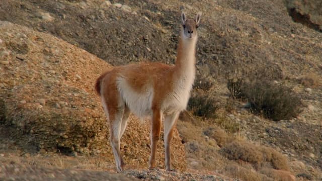 S01:E01 - Las Garras De Torres Del Paine