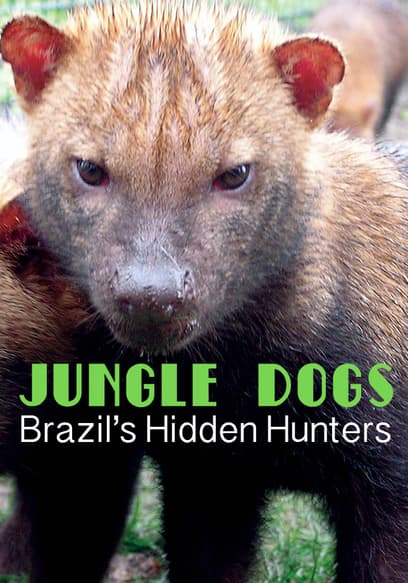 Jungle Dogs: Brazil's Hidden Hunters