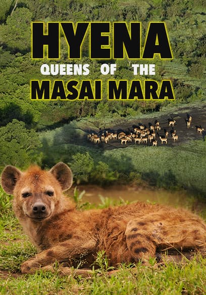 Hyena - Queens of the Masai Mara