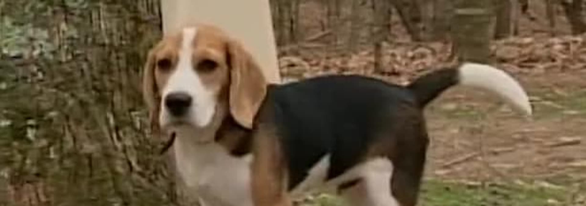 Watch Breed All About It S01:E06 - Beagles - Free TV Shows | Tubi